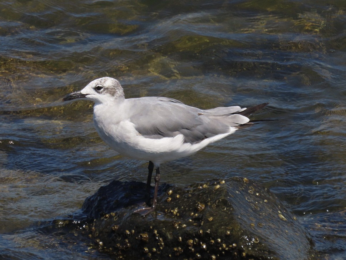 ワライカモメ - ML639063738