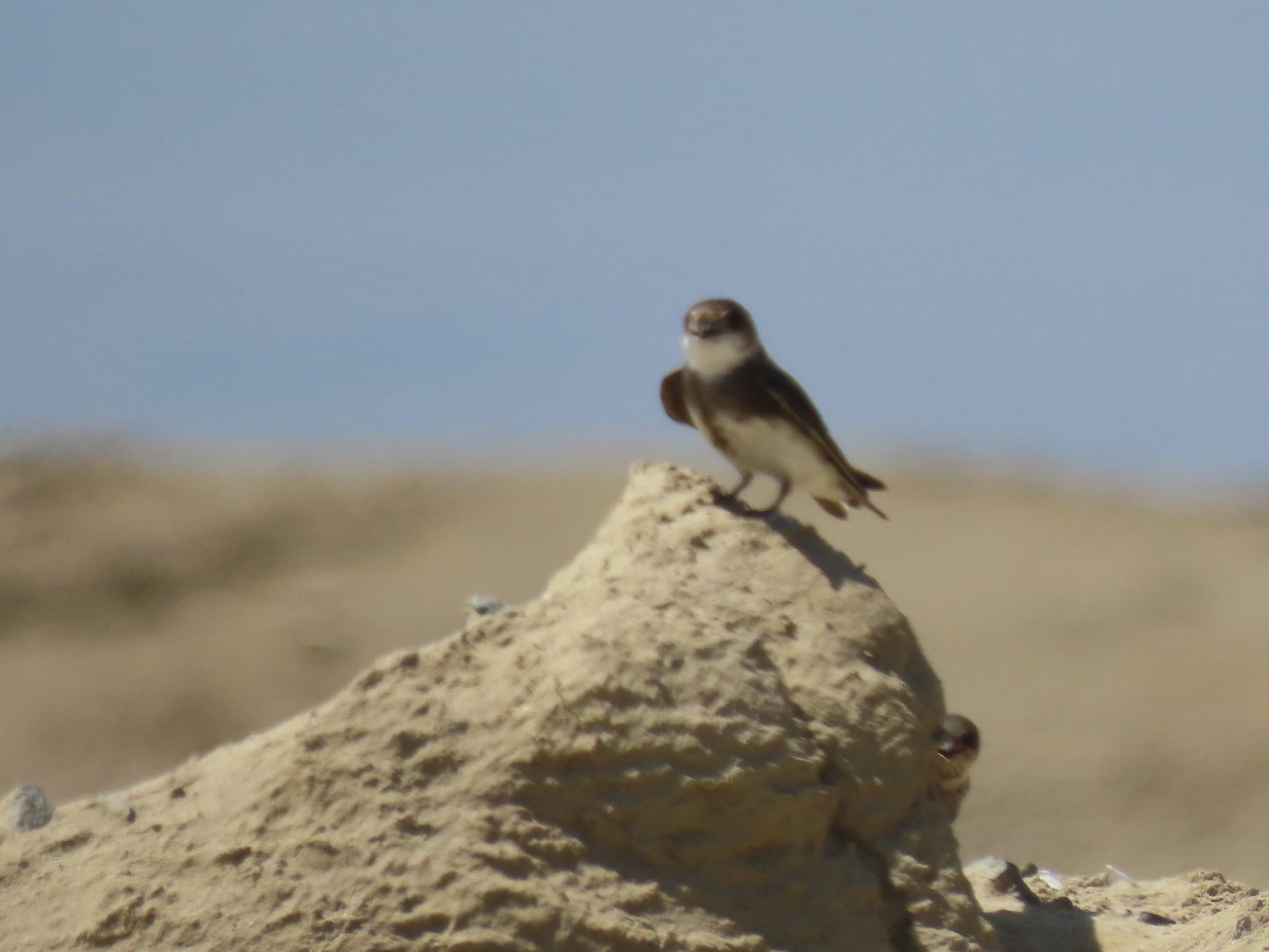 Bank Swallow - ML639063778