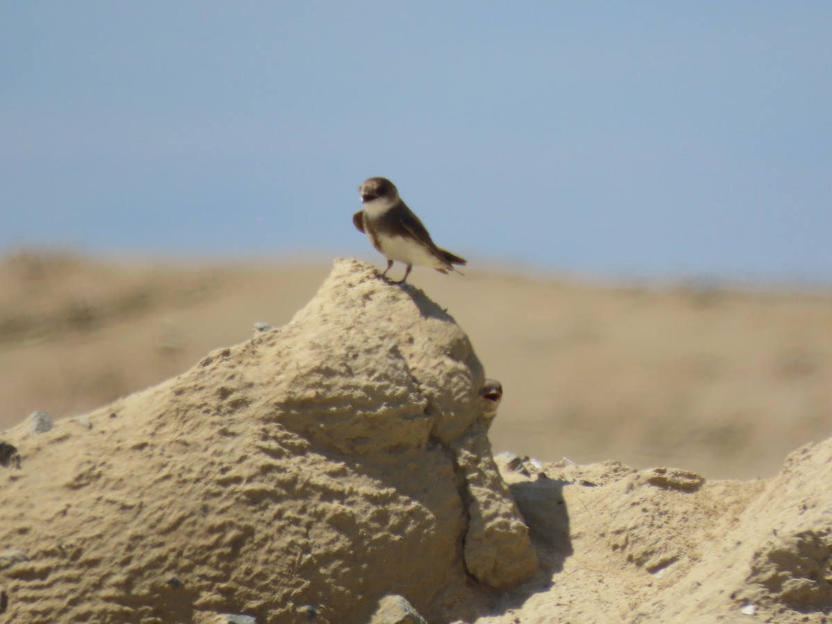 Bank Swallow - ML639063779