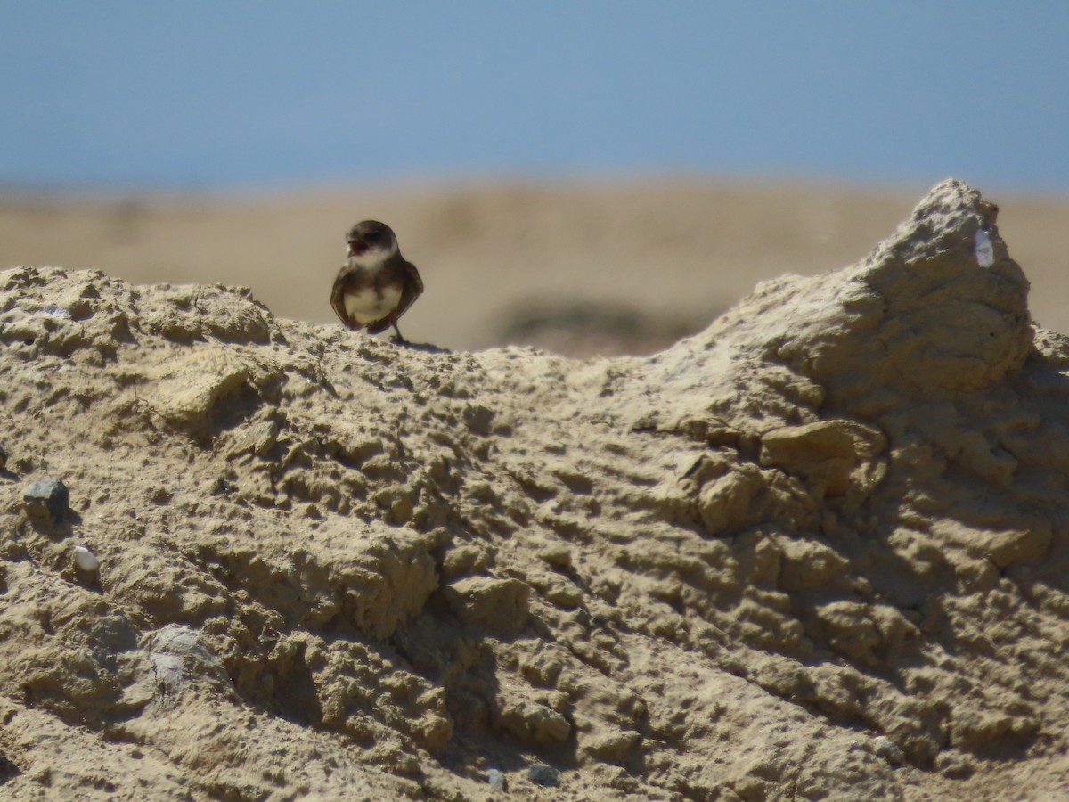 Bank Swallow - ML639063780