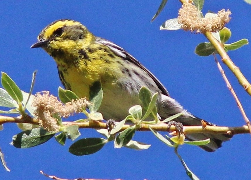 Townsend's Warbler - ML639063781