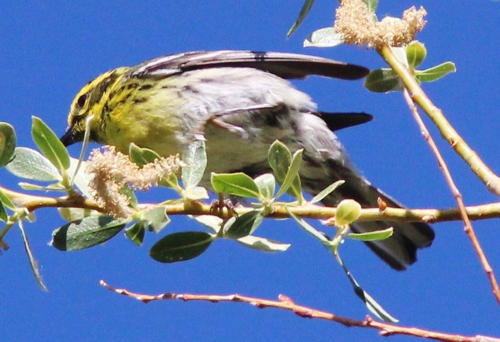 Townsend's Warbler - ML639063782