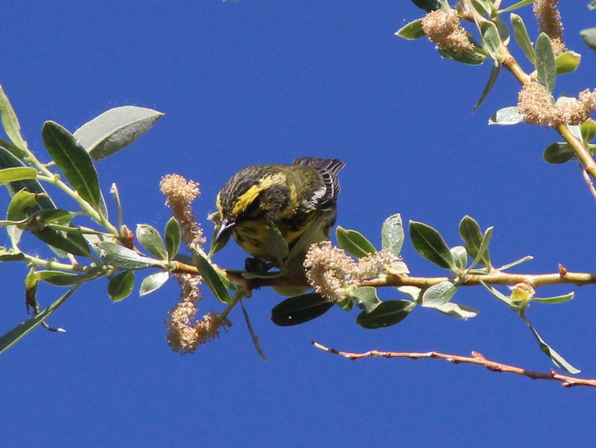 Townsend's Warbler - ML639063783