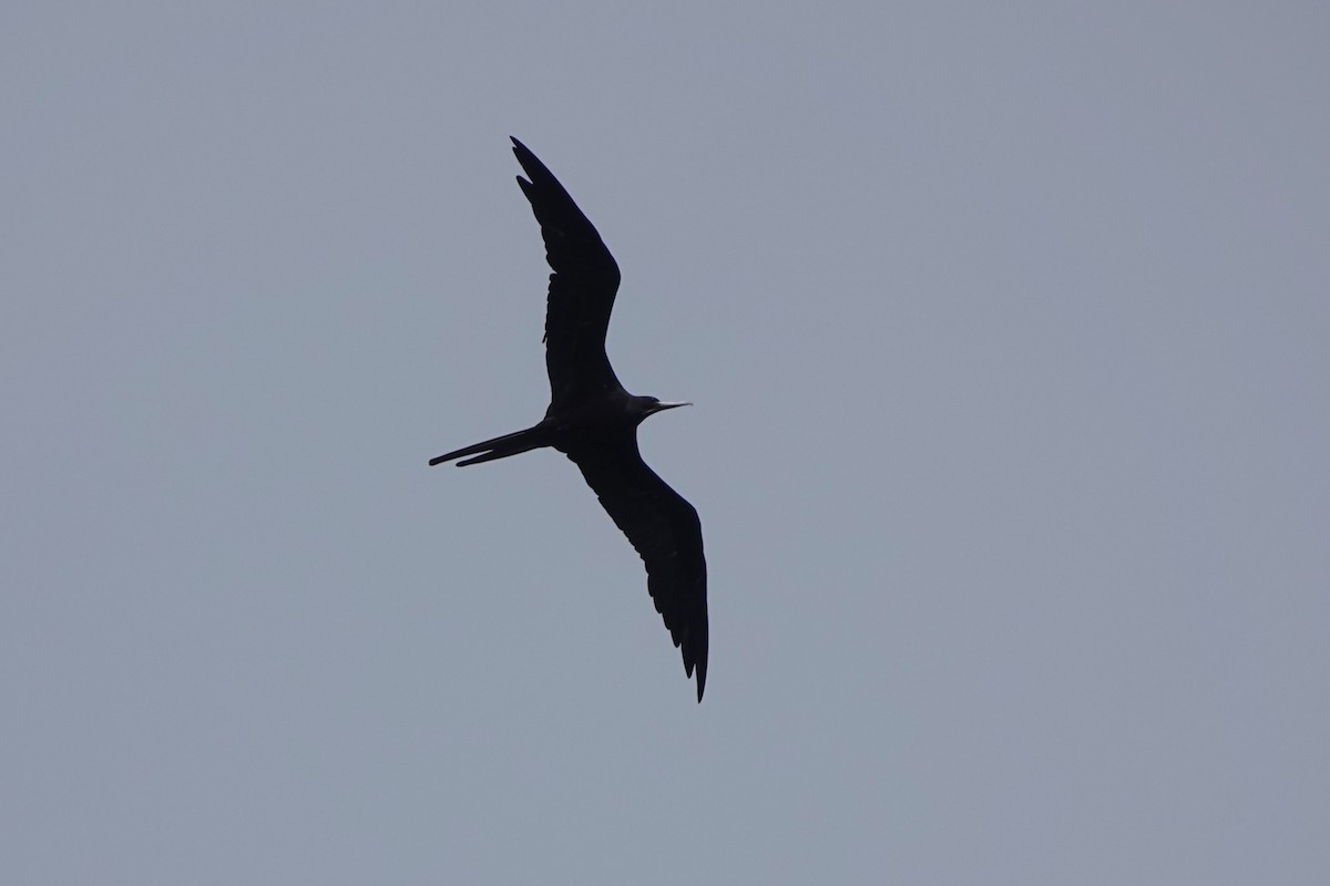 Magnificent Frigatebird - ML639063834