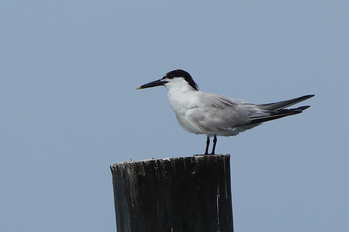 Sandwich Tern - ML639063835