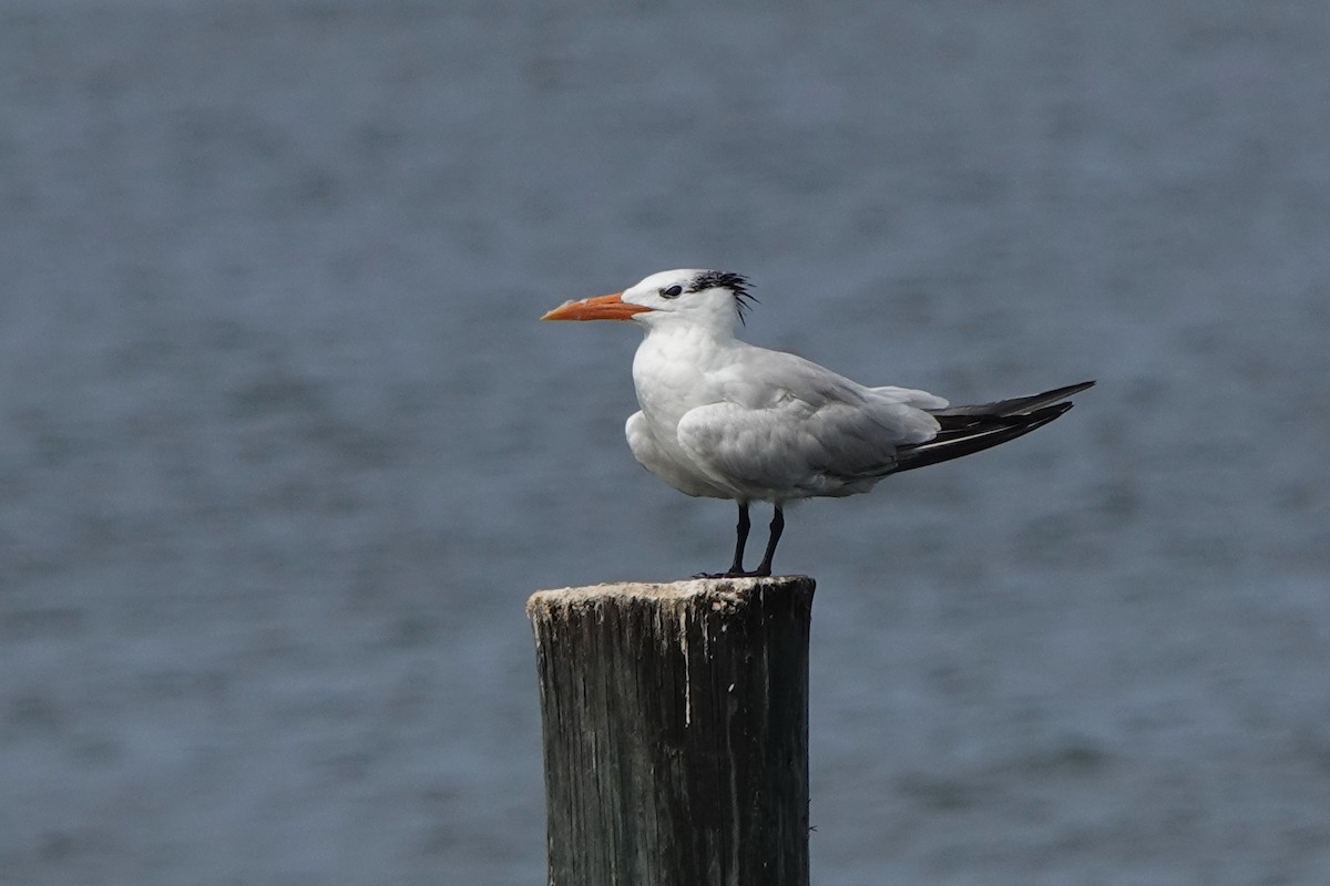 Royal Tern - ML639063836