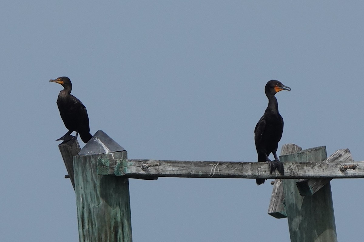 Double-crested Cormorant - ML639063840