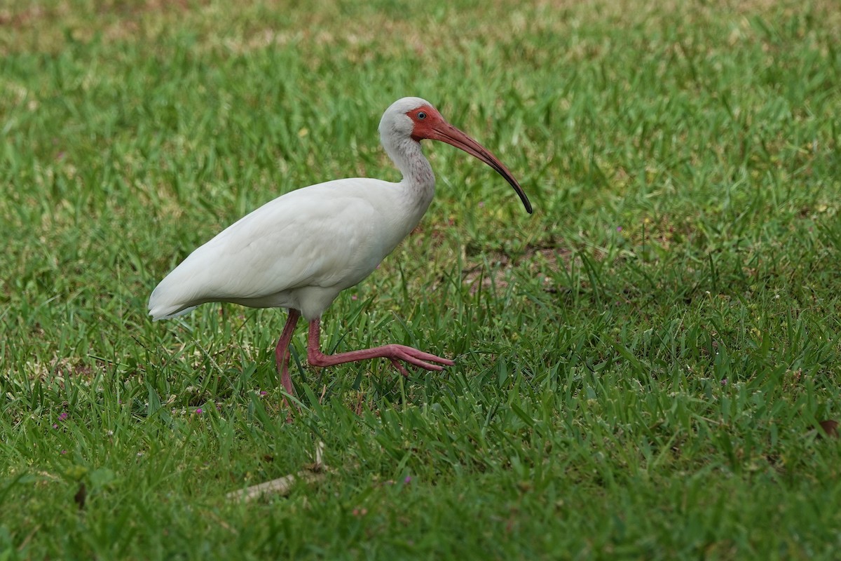 White Ibis - ML639063846