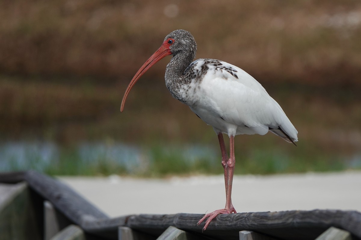 White Ibis - ML639063847