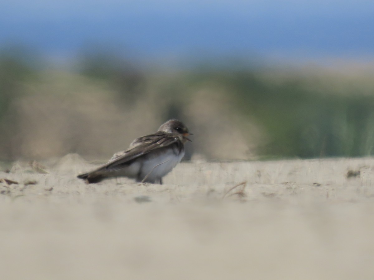 Bank Swallow - ML639063855
