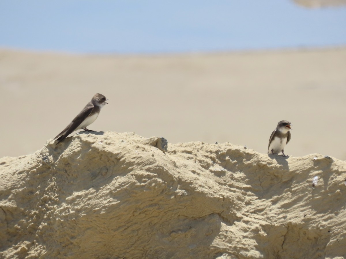 Bank Swallow - ML639063857