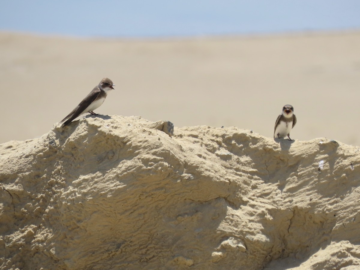 Bank Swallow - ML639063859