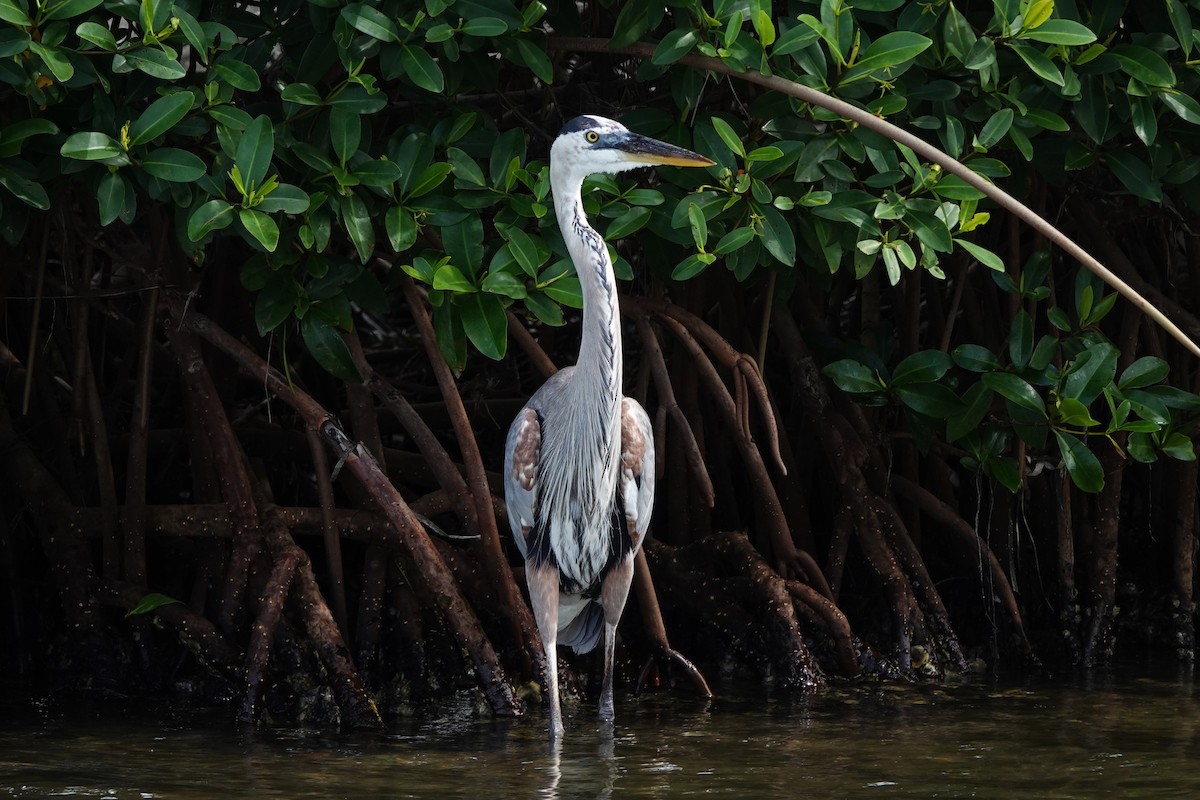 Great Blue Heron - ML639063862
