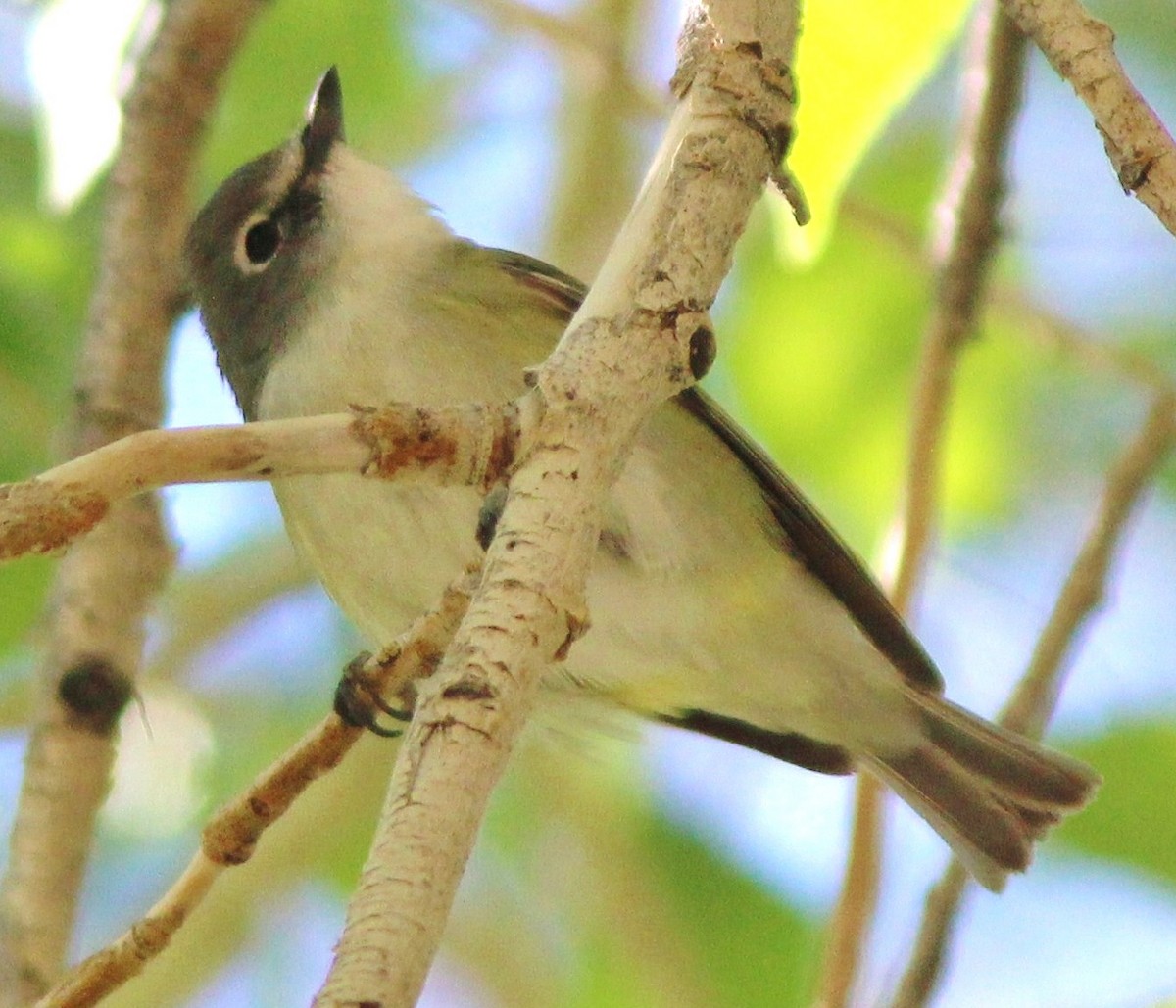 Cassin's Vireo - ML639063919