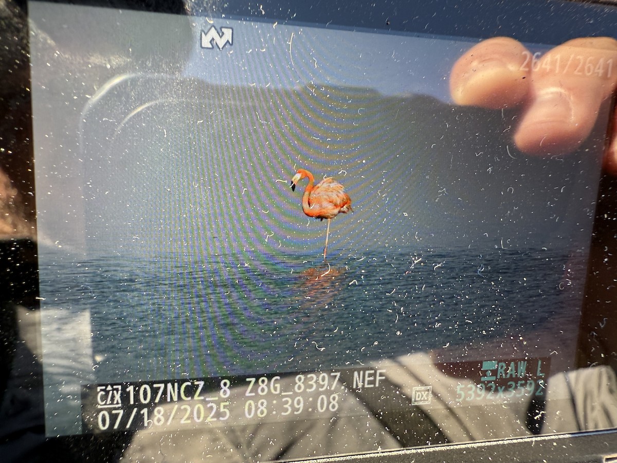 American Flamingo - ML639063974