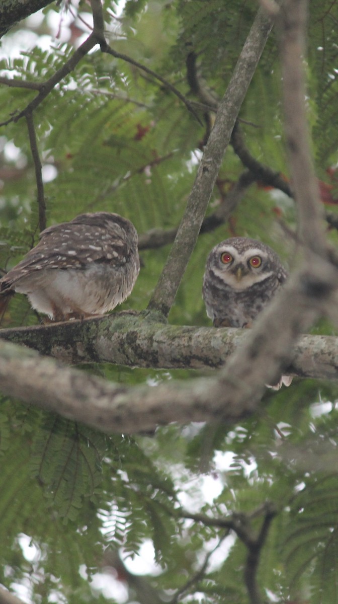 Spotted Owlet - ML639063984