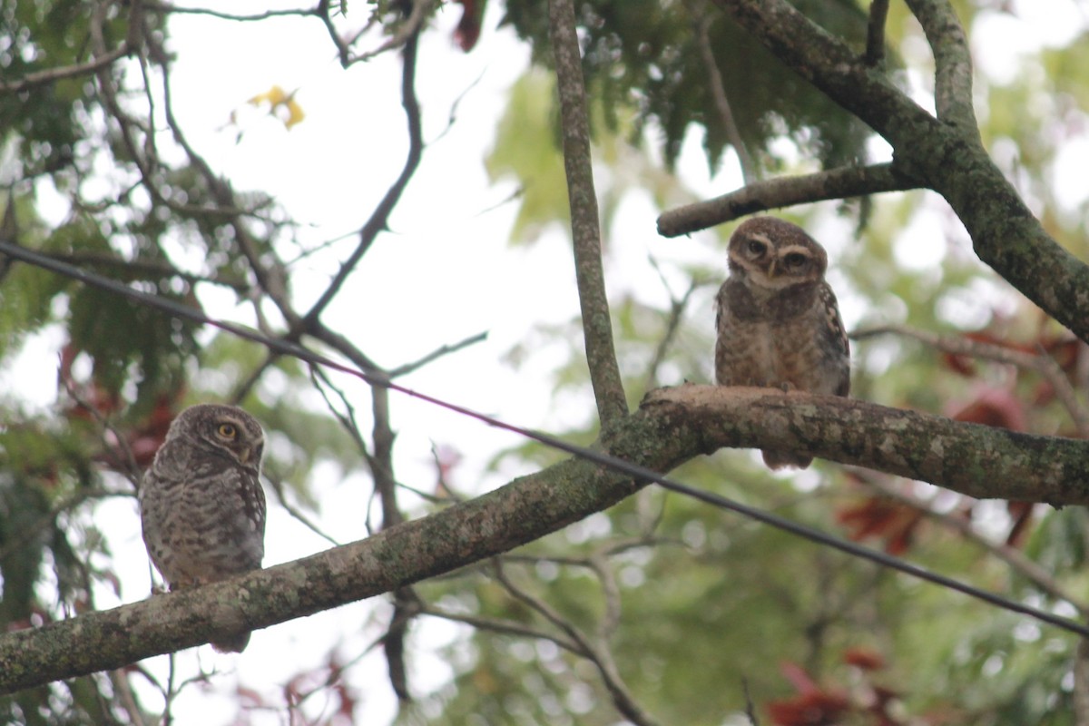 Spotted Owlet - ML639063985