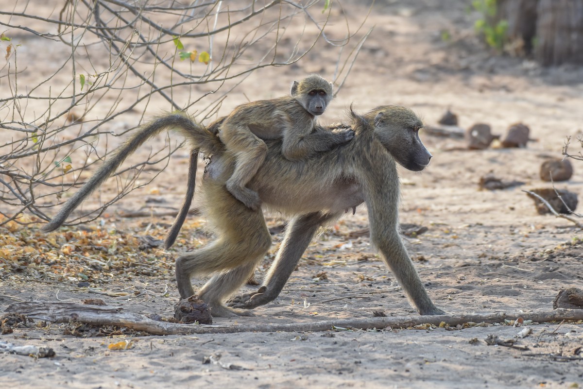 Chacma Baboon - ML639064047