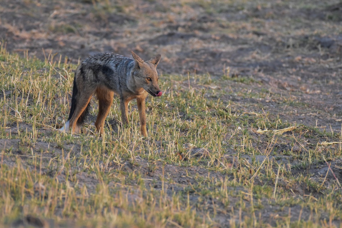 Black-backed Jackal - ML639064048