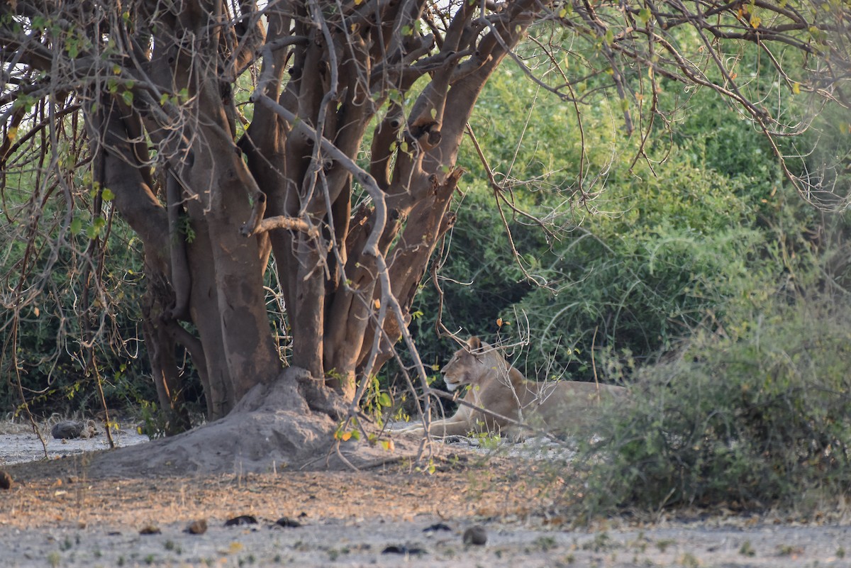 Lion - ML639064049