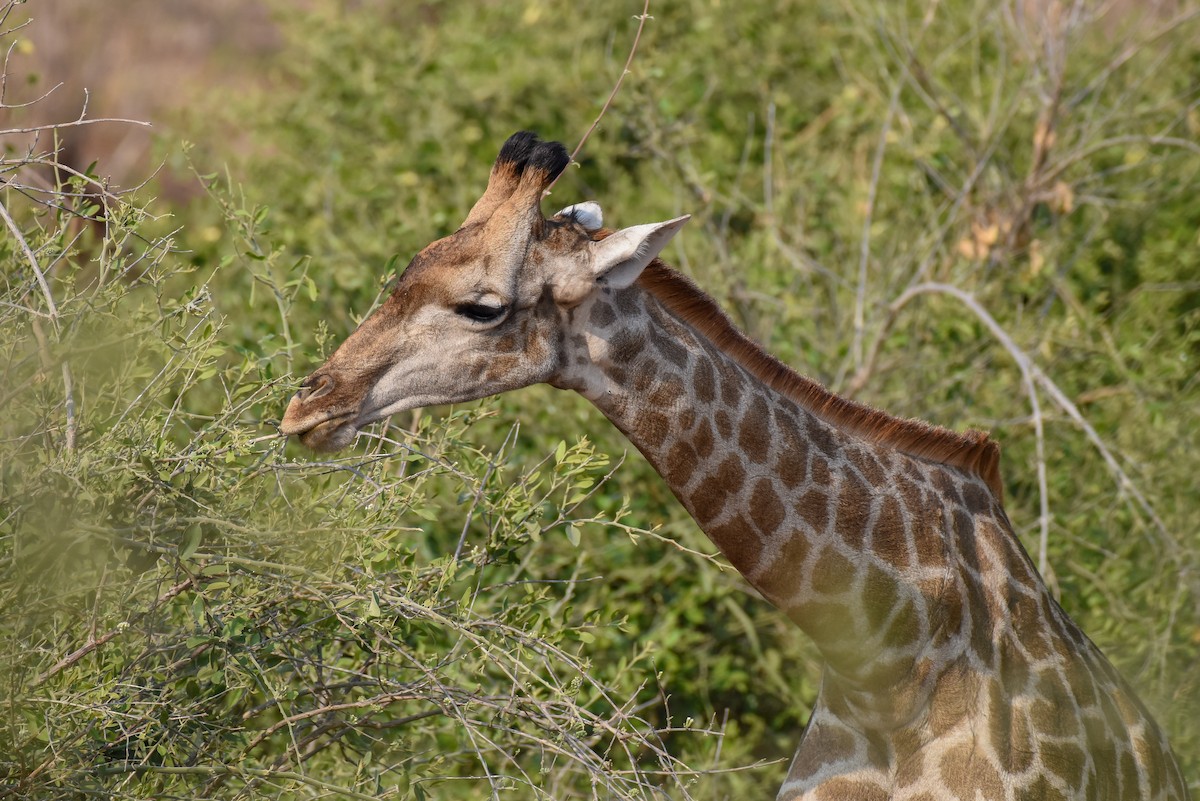 Southern Giraffe - ML639064050