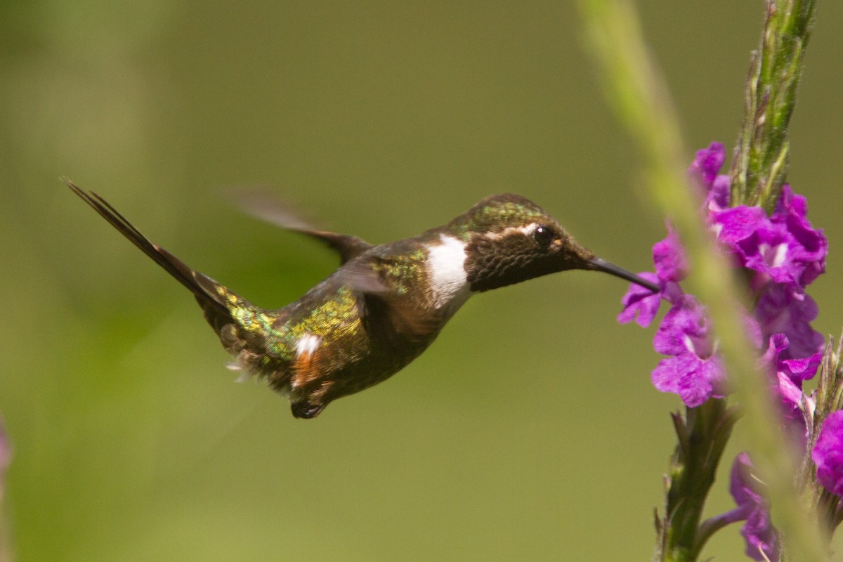 Magenta-throated Woodstar - ML639064067