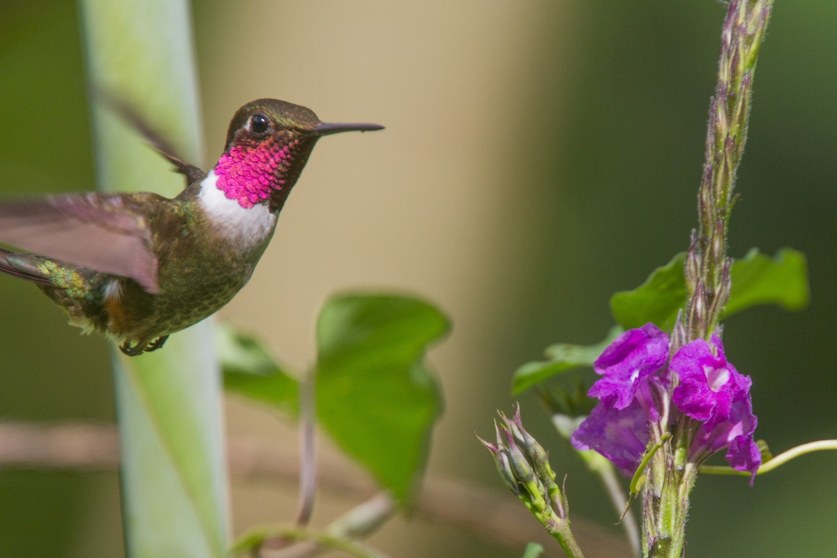 Magenta-throated Woodstar - ML639064068