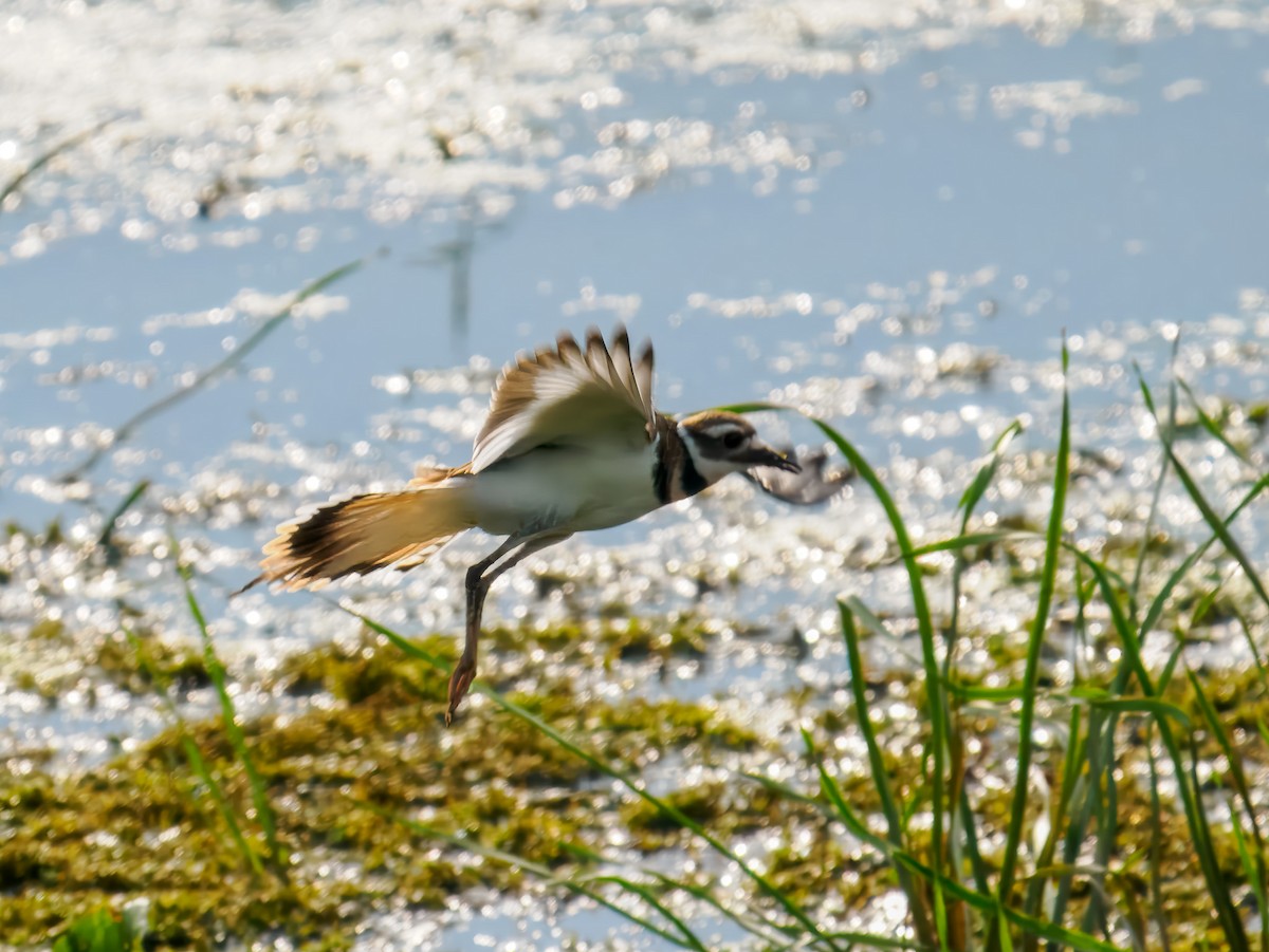 Killdeer - ML639064081