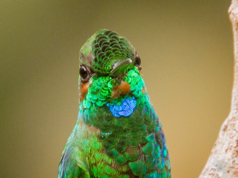 Green-crowned Brilliant - ML639064098