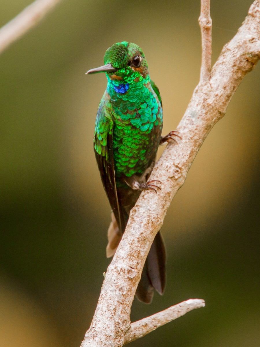 Green-crowned Brilliant - ML639064099