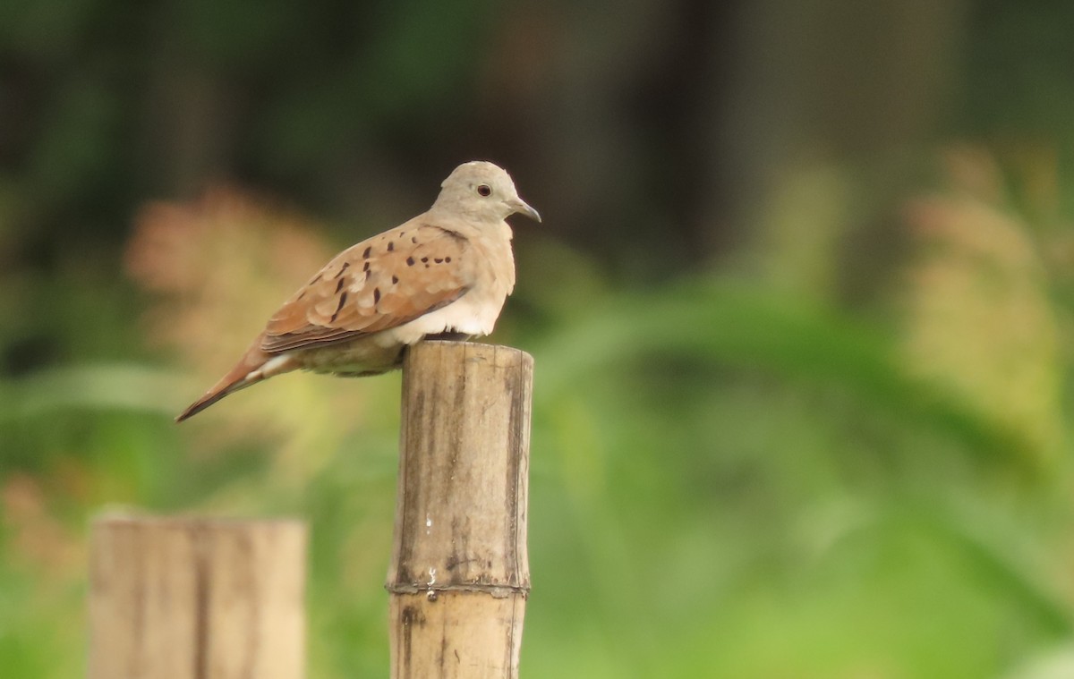 Ruddy Ground Dove - ML639064104