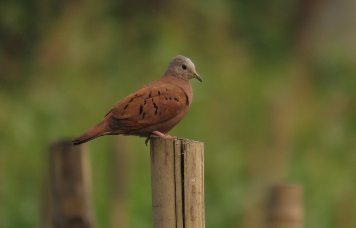 Ruddy Ground Dove - ML639064105