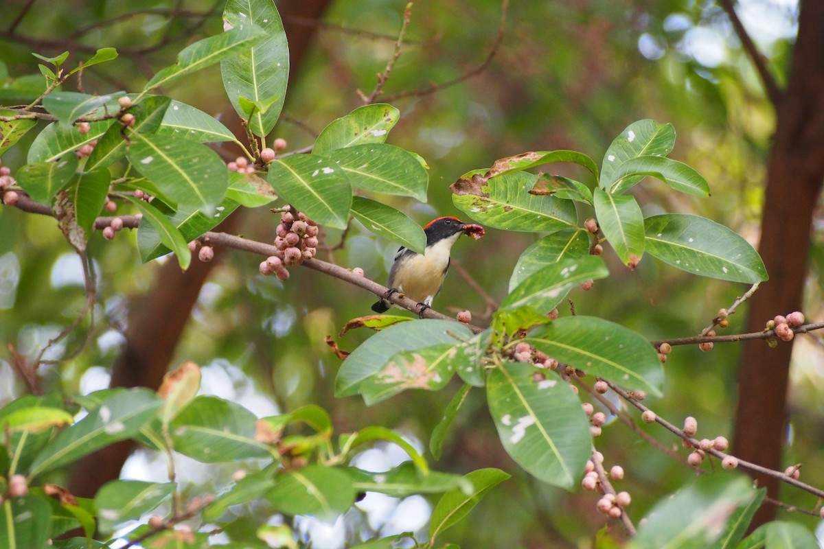 Scarlet-backed Flowerpecker - ML639064106