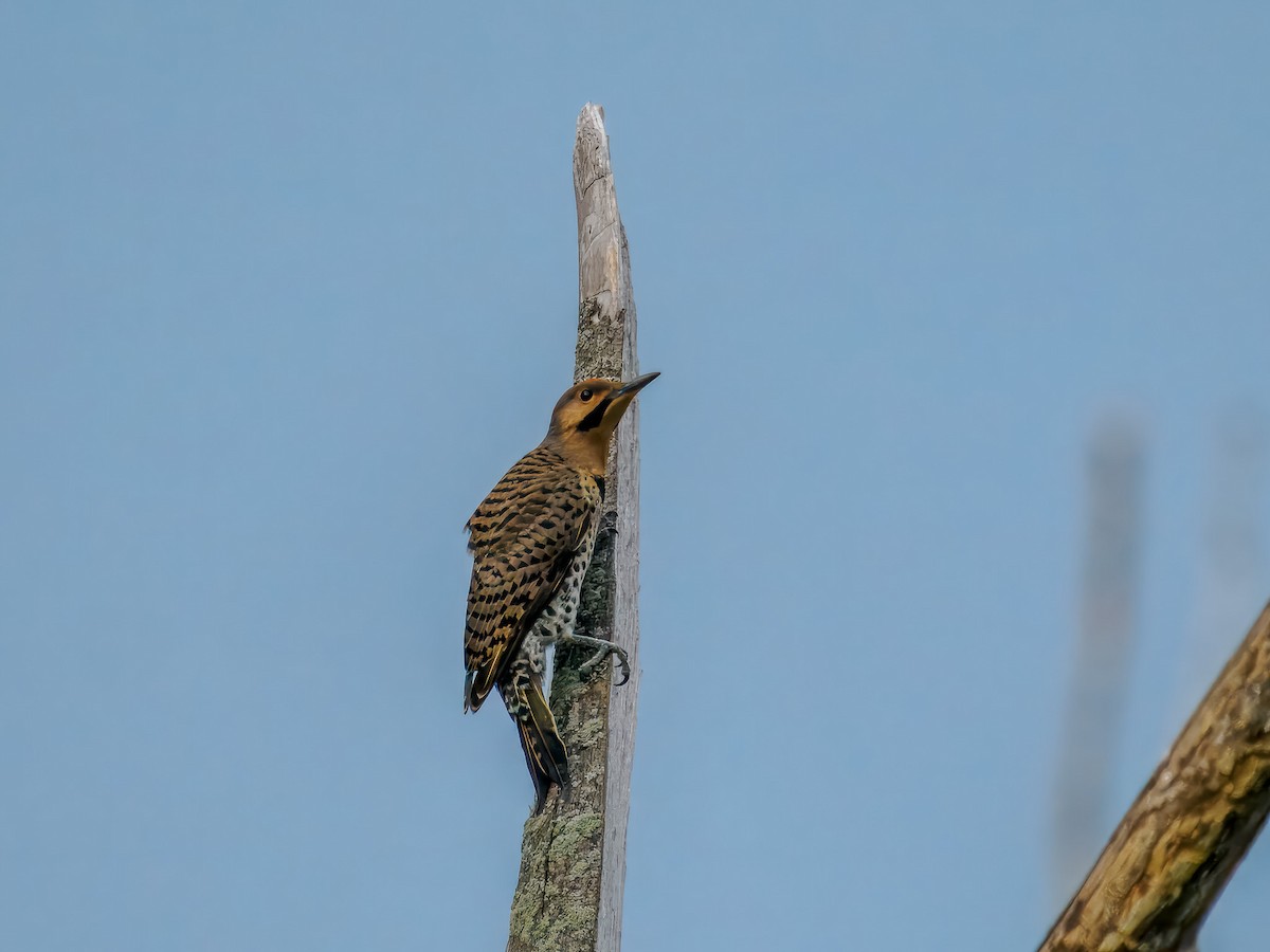 Northern Flicker (Yellow-shafted) - ML639064108