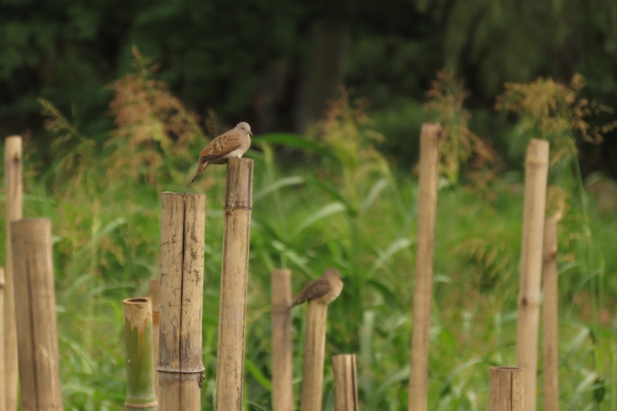 Ruddy Ground Dove - ML639064109