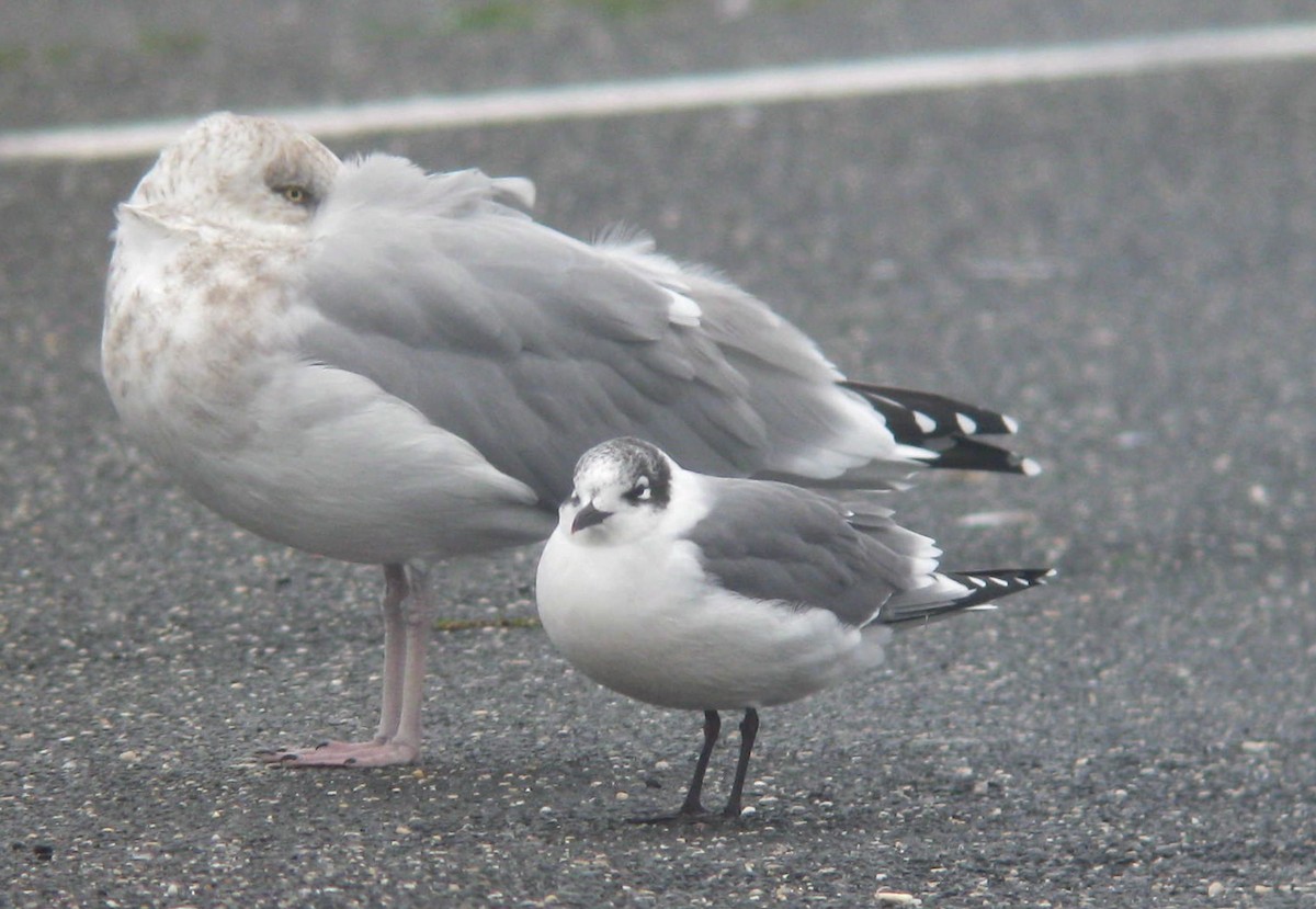 Franklin's Gull - Shai Mitra