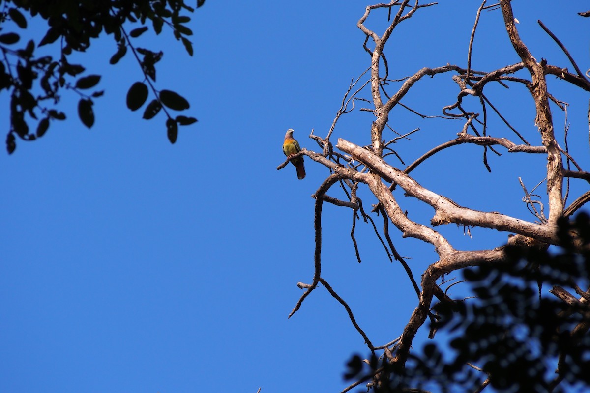 Pink-necked Green-Pigeon - ML639064114