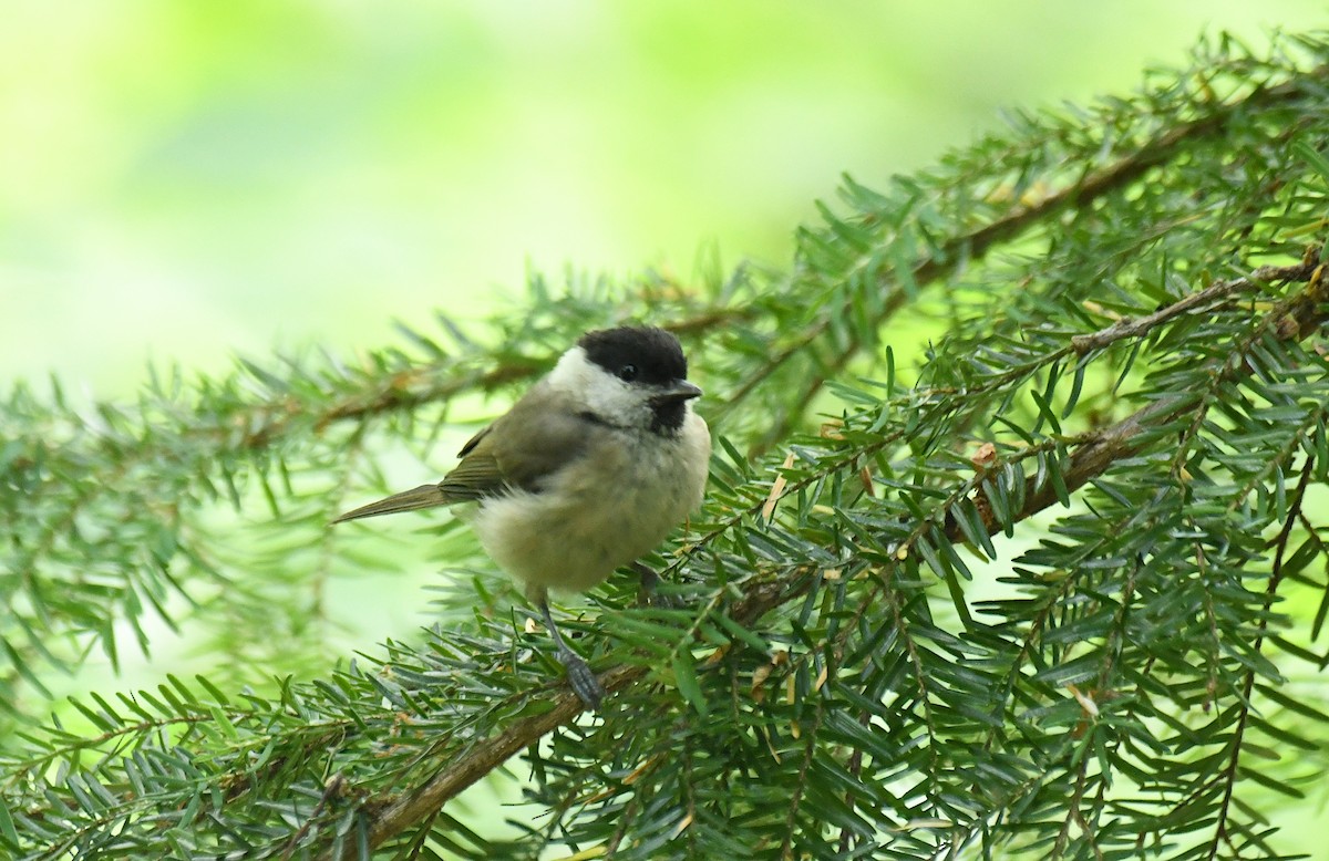 Marsh Tit - ML639064115