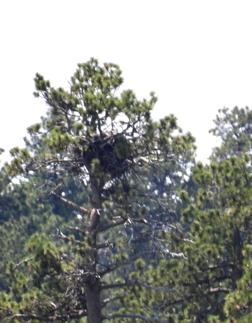 null - ML639064117