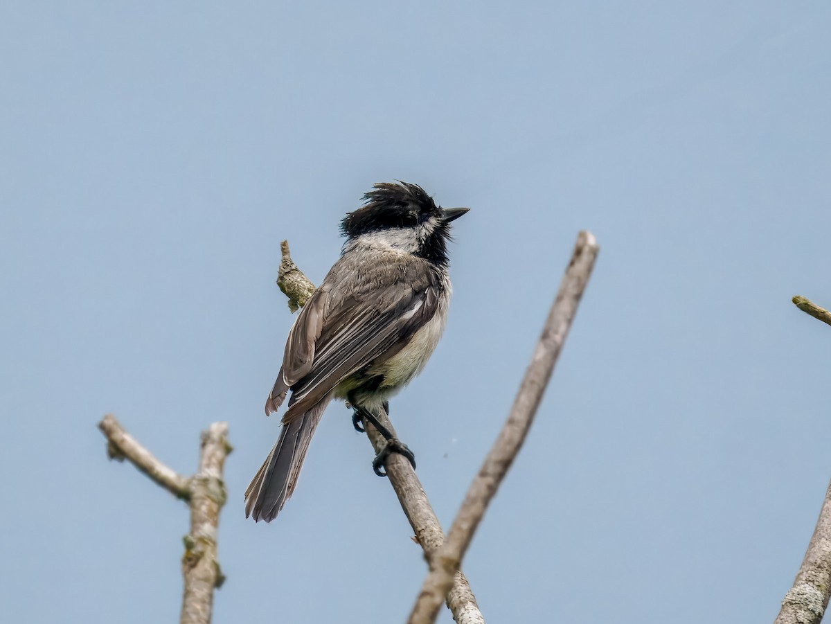 Black-capped Chickadee - ML639064119