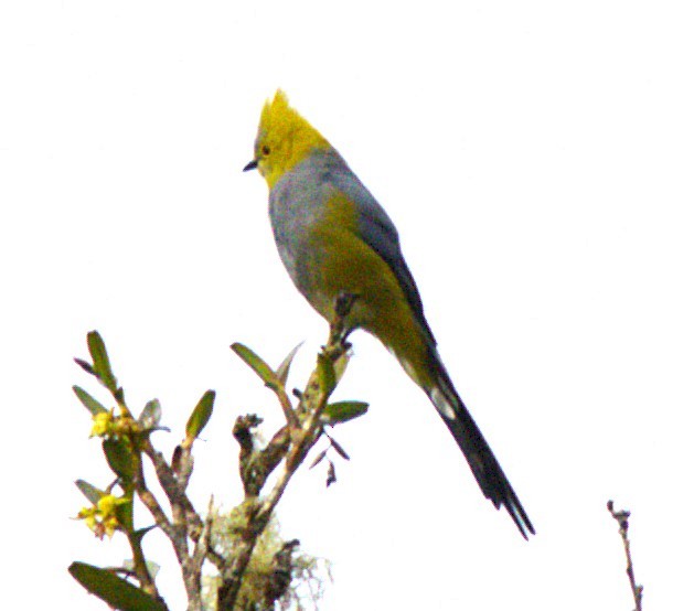 Mountain Elaenia - ML639064123