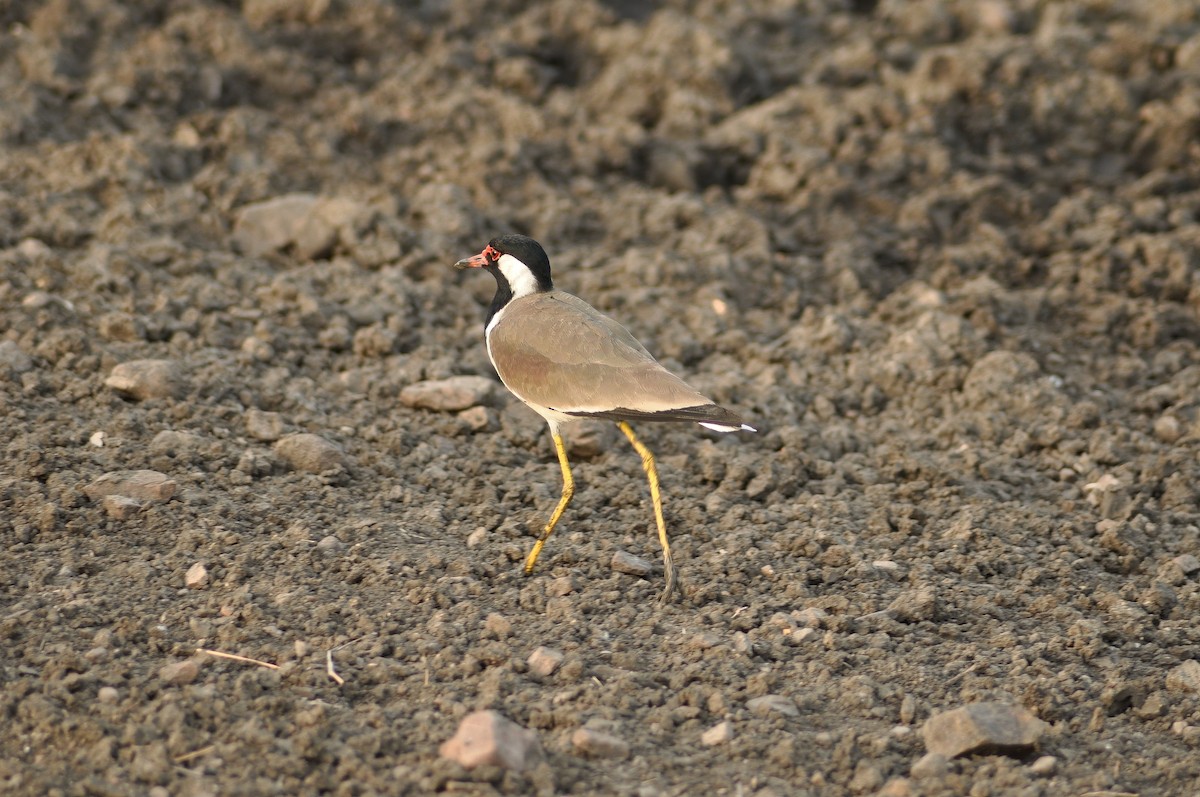 Red-wattled Lapwing - ML639064124