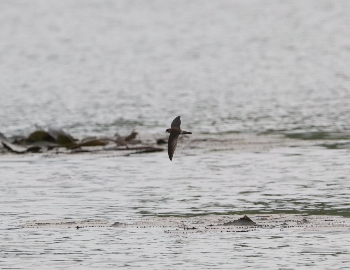 White-nest Swiftlet (White-nest) - ML639064126