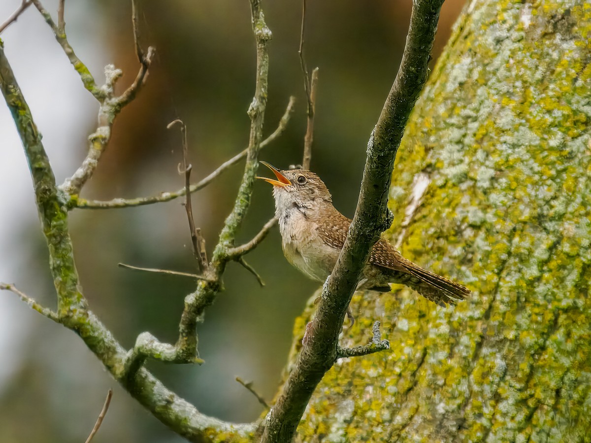 Northern House Wren - ML639064128