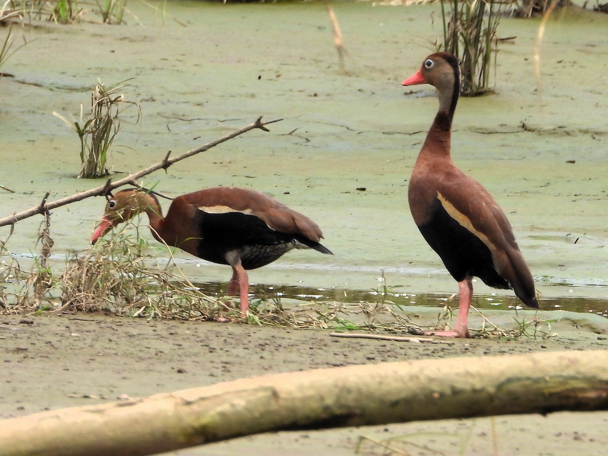 Black-bellied Whistling-Duck - ML639064133