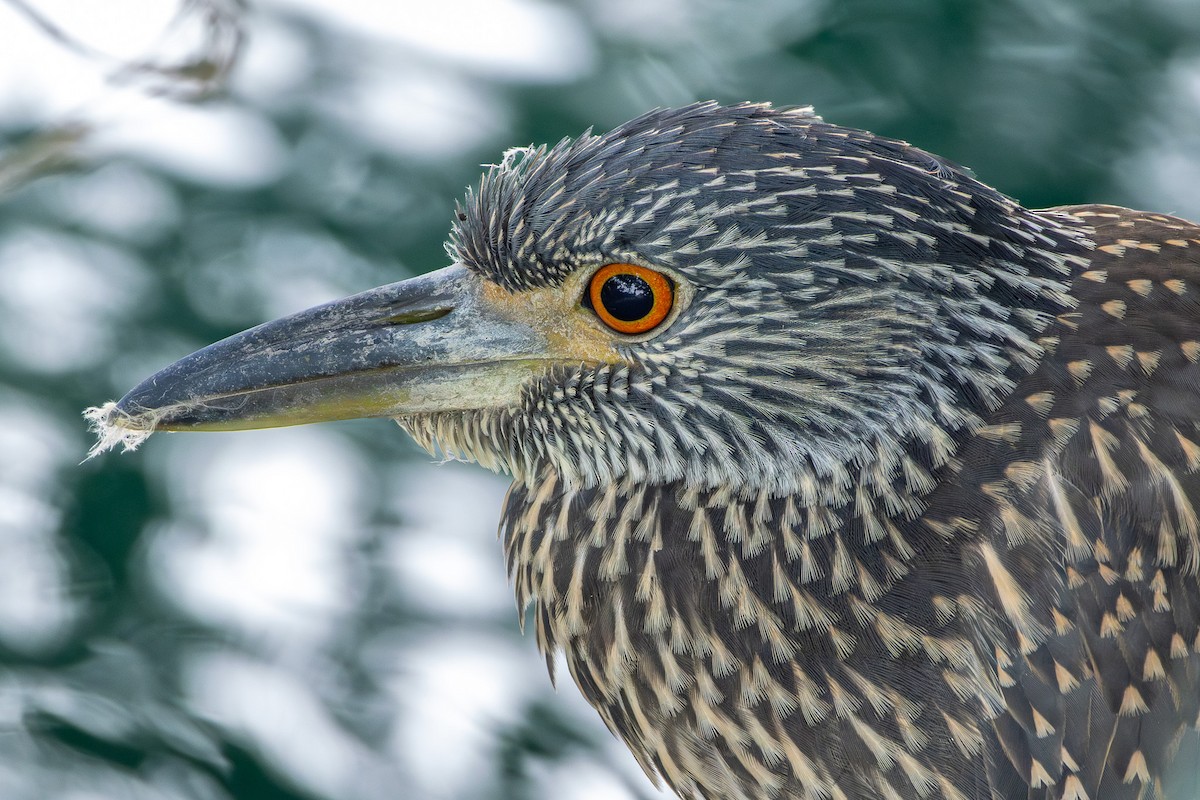 Yellow-crowned Night Heron