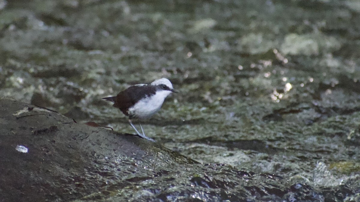 White-capped Dipper (White-bellied) - ML639064237