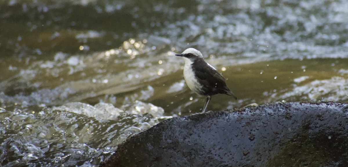 White-capped Dipper (White-bellied) - ML639064249