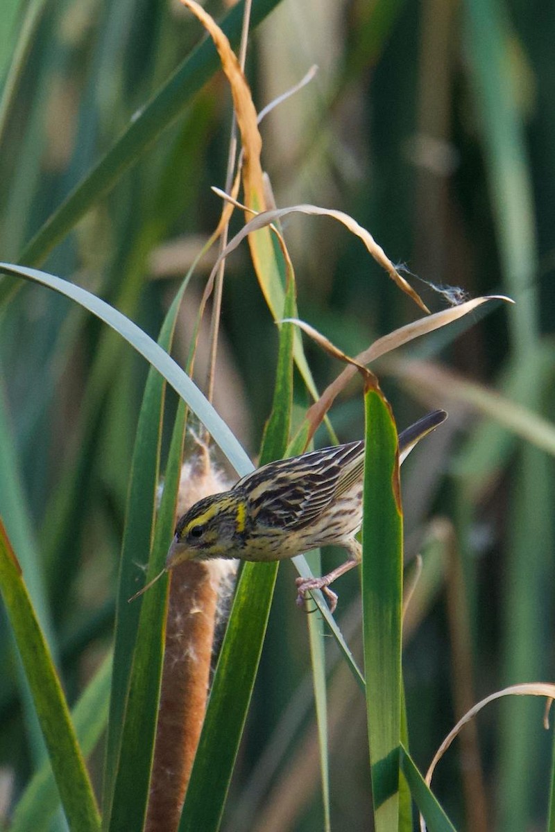 Streaked Weaver - ML639064322