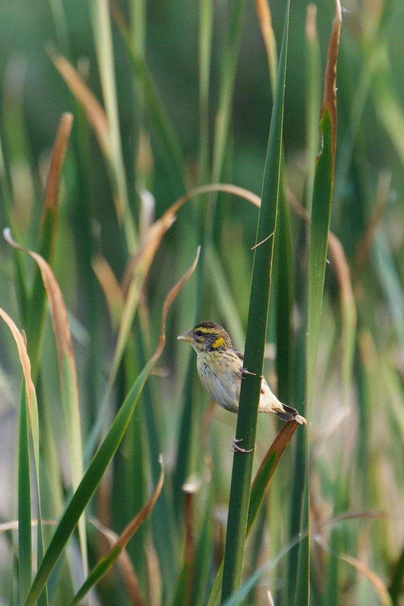 Streaked Weaver - ML639064323